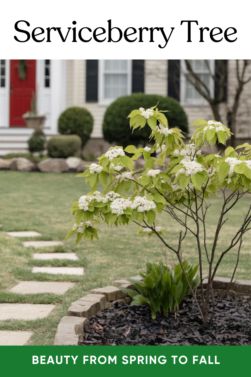 11 Gorgeous Small Trees For Your Front Yard to Boost Curb Appeal | DIY ...