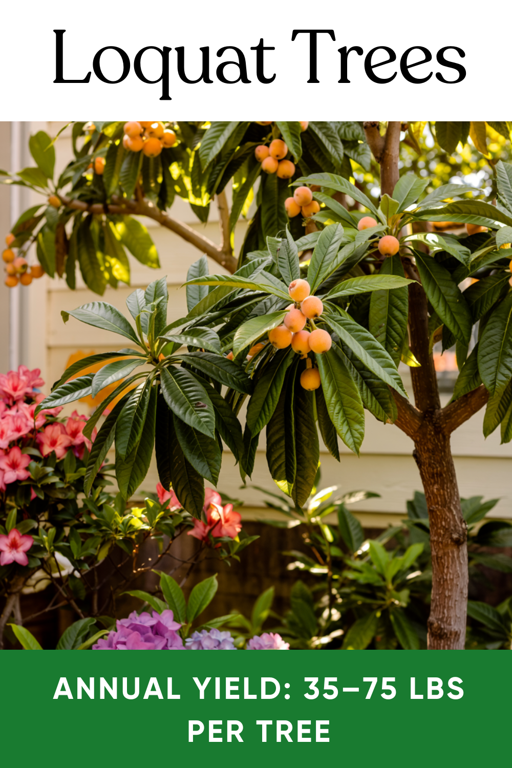 Mini Loquat Tree 22 Low-Maintenance Fruit Trees Anyone Can Grow (Sorted by Climate ...