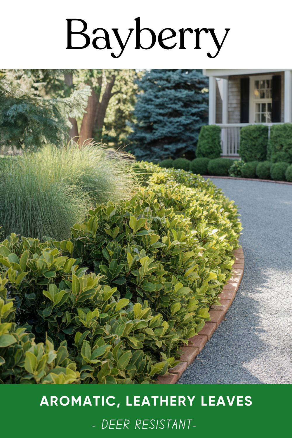 23 Best Deer-Resistant Shrubs for The Front of Your House | DIY Garden