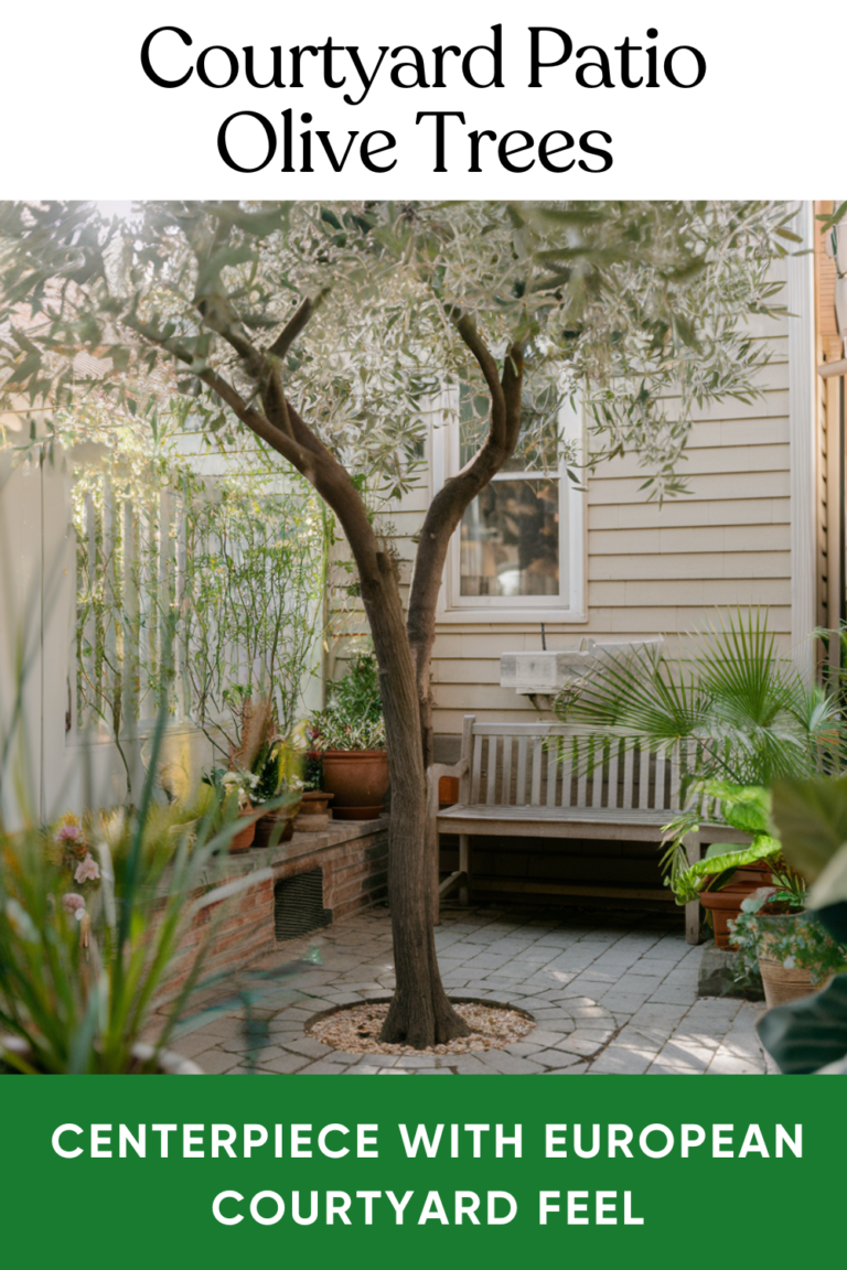 15 Stunning Olive Tree Landscaping Ideas | DIY Garden
