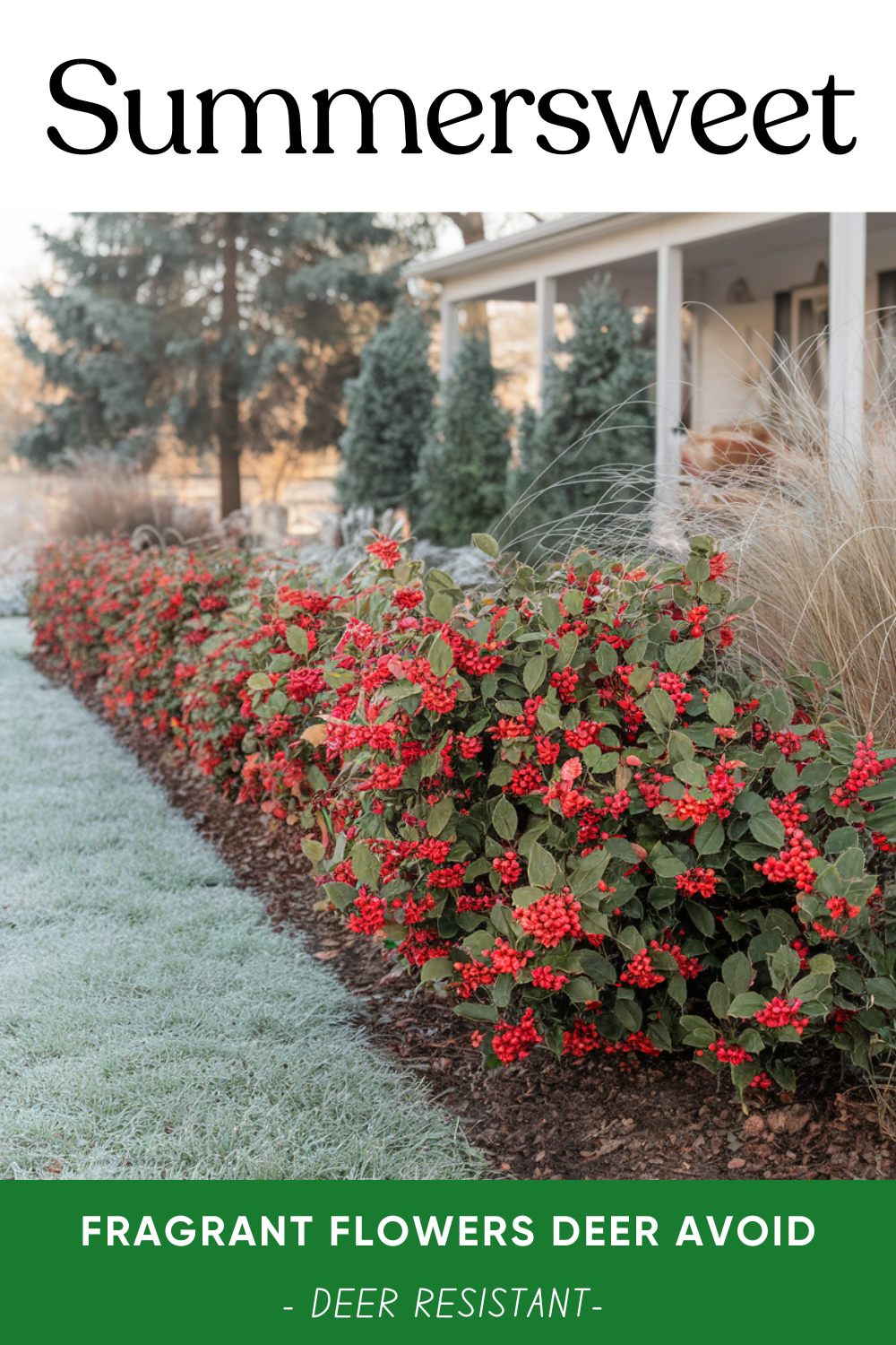 23 Best Deer-Resistant Shrubs for The Front of Your House | DIY Garden