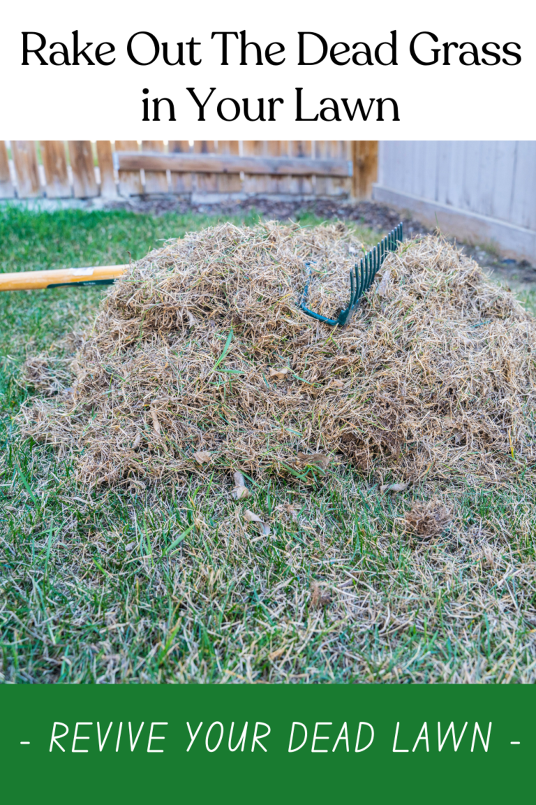 Turf Rescue How To Revive Dead Grass: Step-by-Step Lawn Rescue | DIY Garden