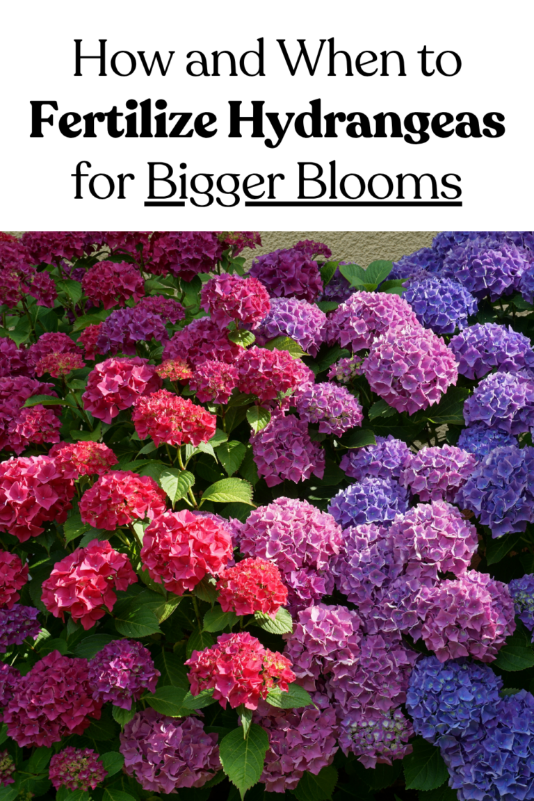 Priming Hydrangea How and When to Fertilize Hydrangeas for Bigger Blooms | DIY Garden