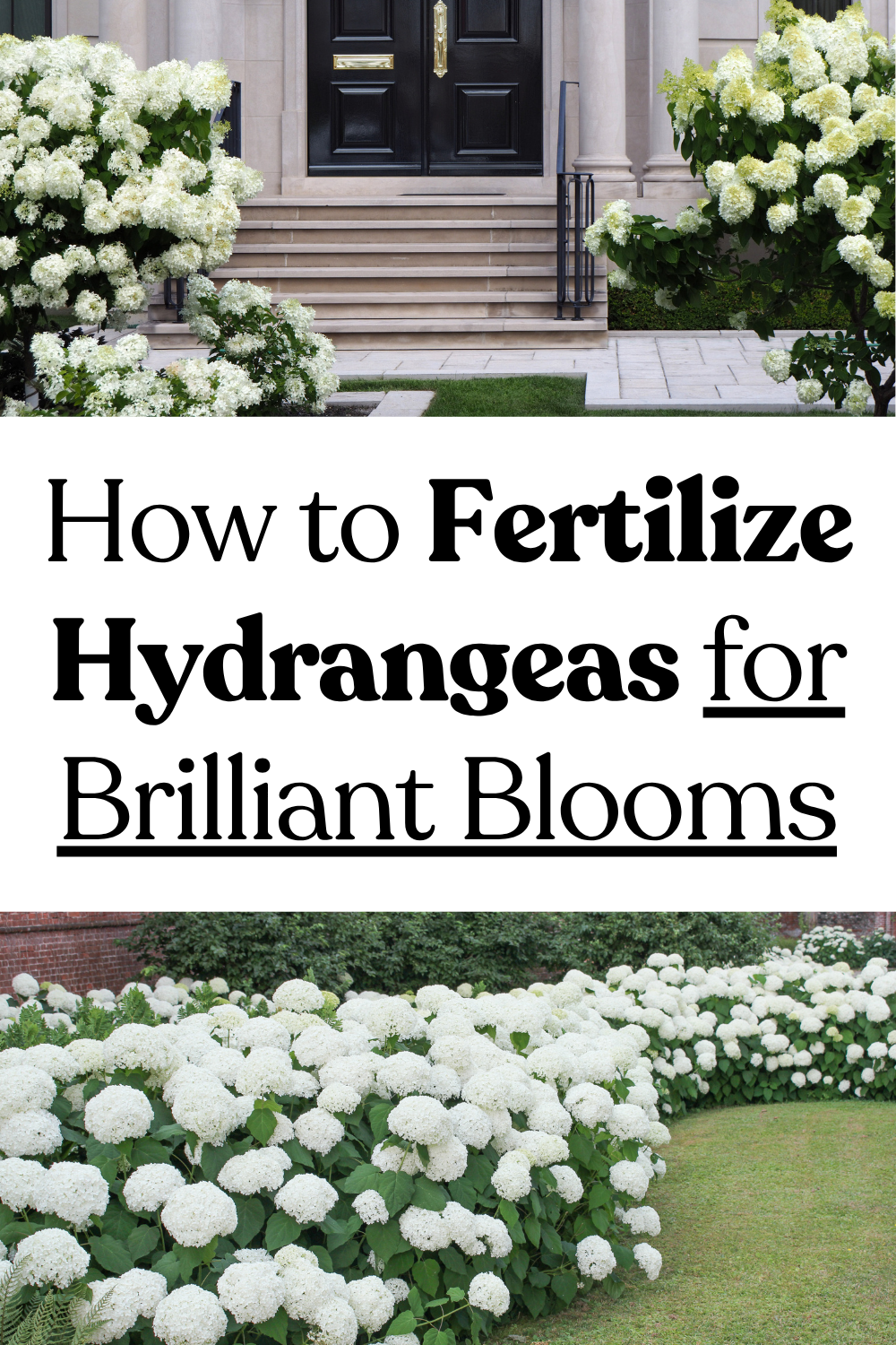 Priming Hydrangea How and When to Fertilize Hydrangeas for Bigger Blooms | DIY Garden