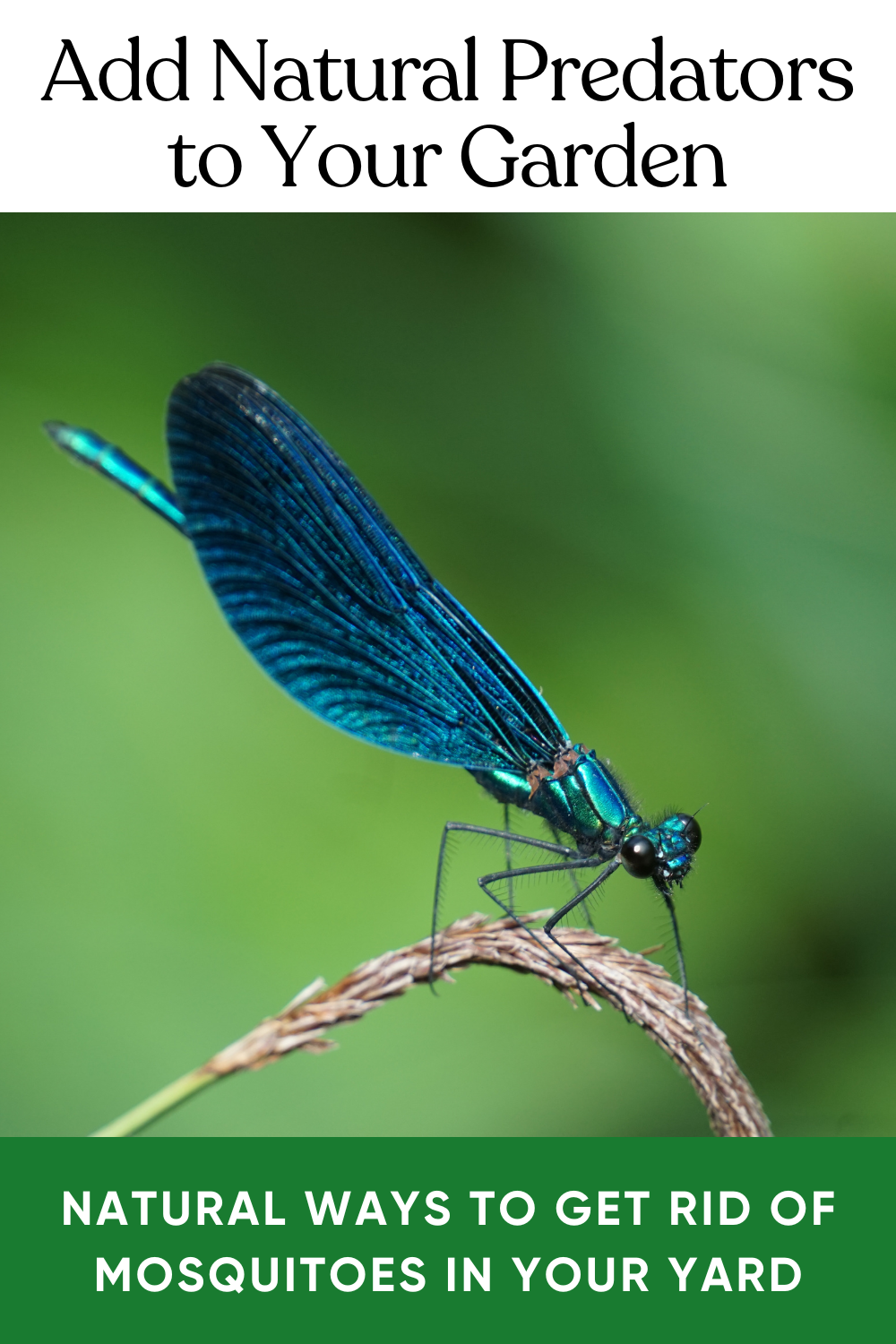 Natural Predators Insect 13 Natural Ways to Get Rid of Mosquitoes in Your Yard | DIY Garden