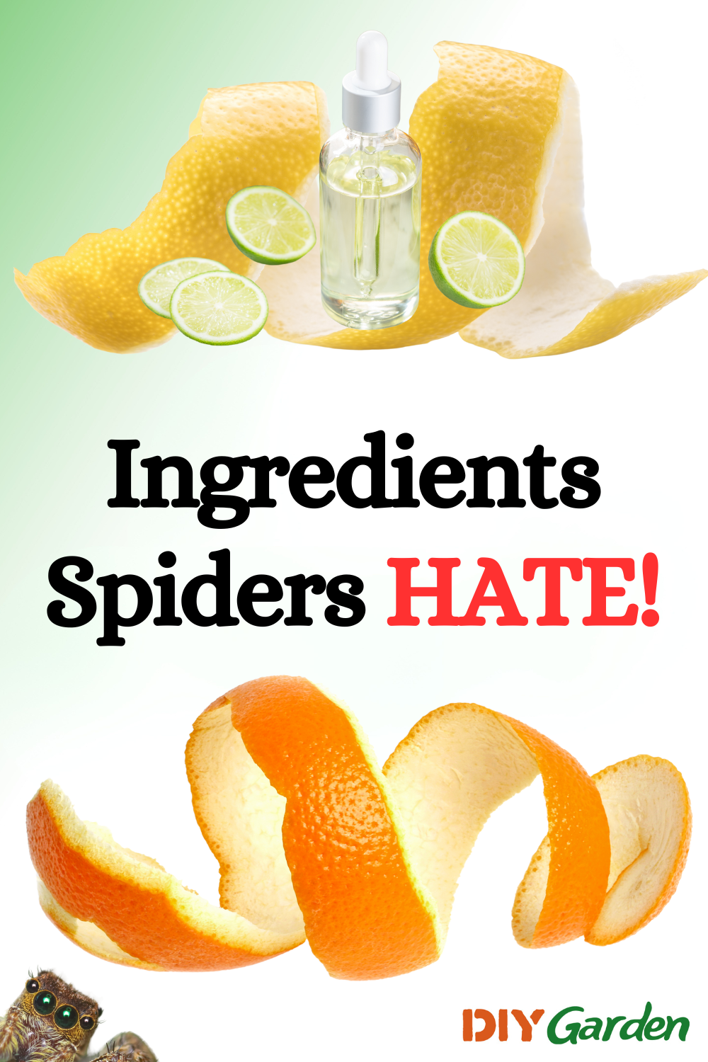 13 Natural Ways to Keep Spiders Out of Your House | DIY Garden