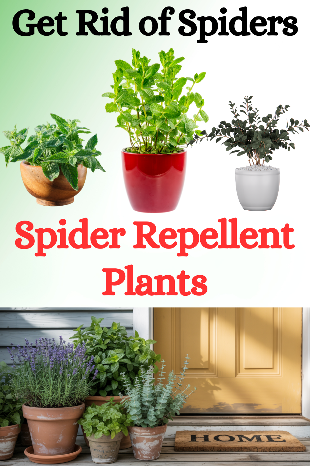 13 Natural Ways to Keep Spiders Out of Your House | DIY Garden