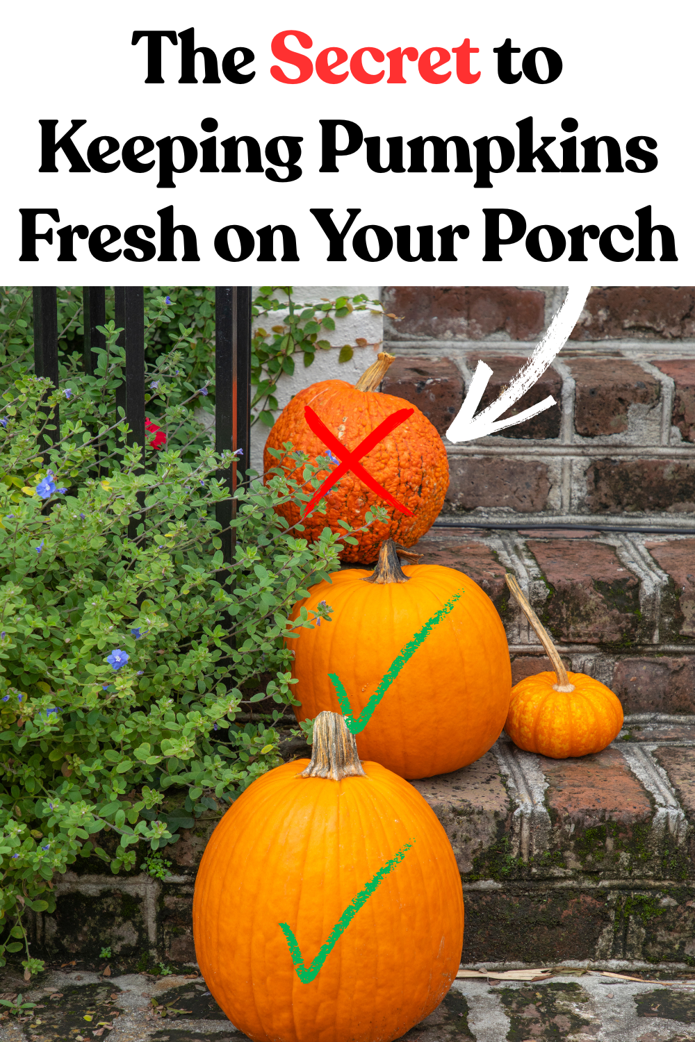 How to Stop Pumpkins from Rotting on Your Porch | DIY Garden