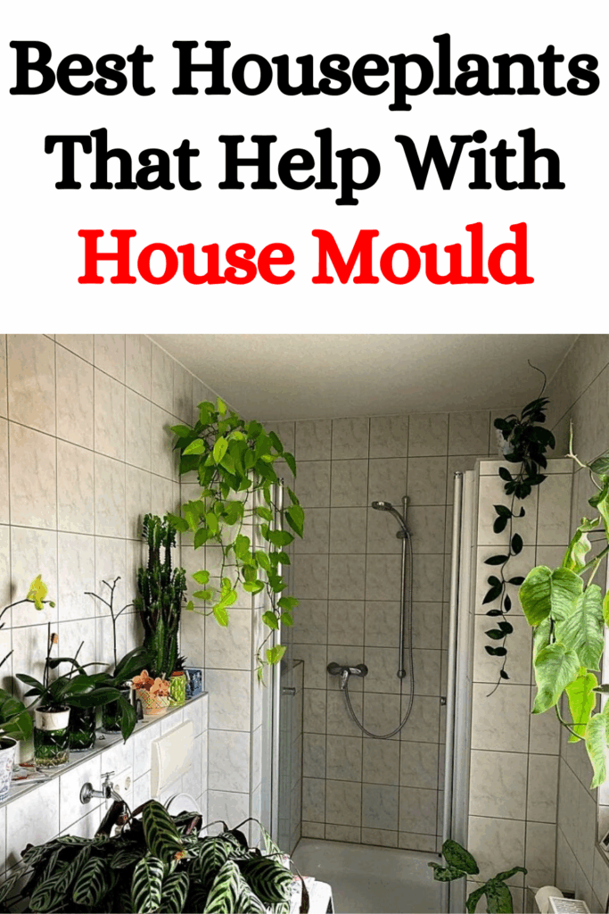 Best Houseplants That Help With House Mould