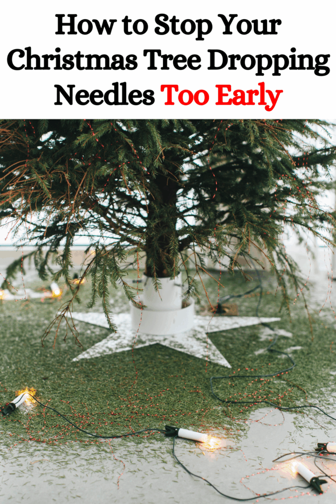 How to Stop Your Christmas Tree Dropping Needles Too Early