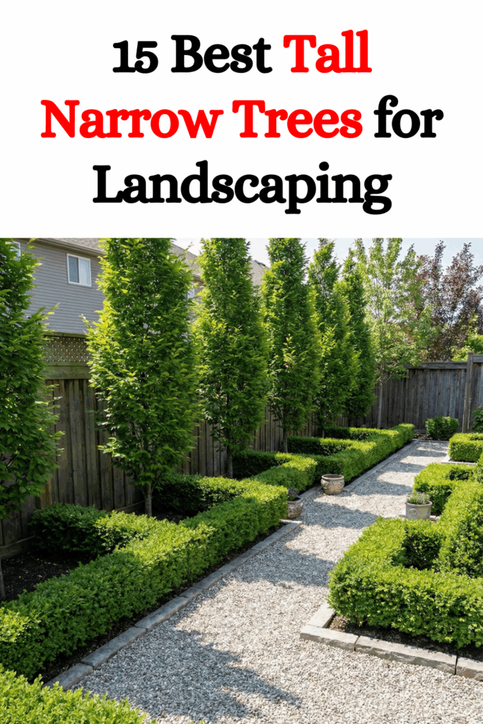 15 Best Tall Narrow Trees for Landscaping Small Spaces and Gardens