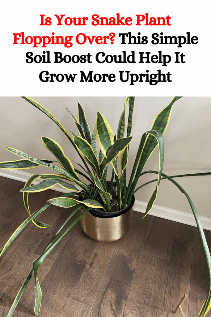 Is Your Snake Plant Flopping Over? This Simple Soil Boost Could Help It Grow More Upright