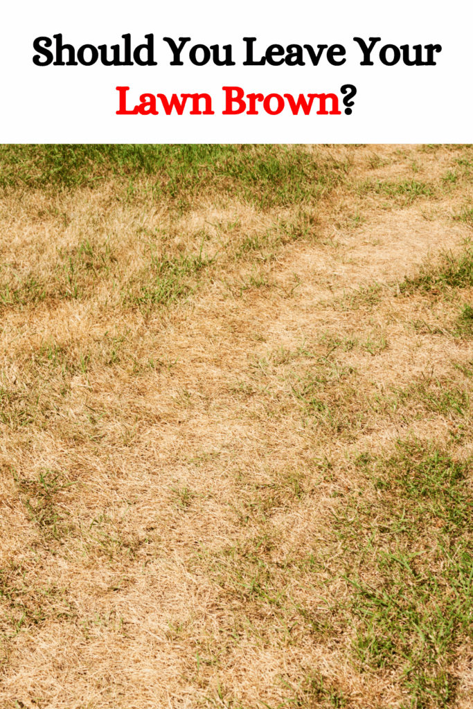 Should You Leave Your Lawn Brown?