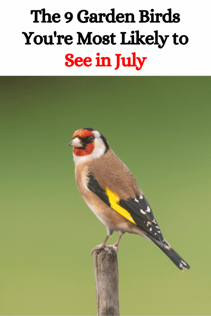 The 9 Garden Birds You’re Most Likely to See in July